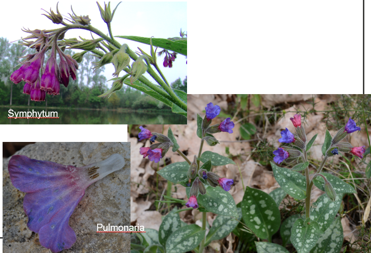 <p><span>Boraginaceae</span></p>