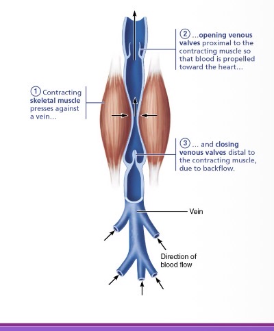 <p>mechanical venous return mechanism where contracting muscles (like the calves/gastrocnemius, the "second heart") press against veins to propel blood toward the heart</p>