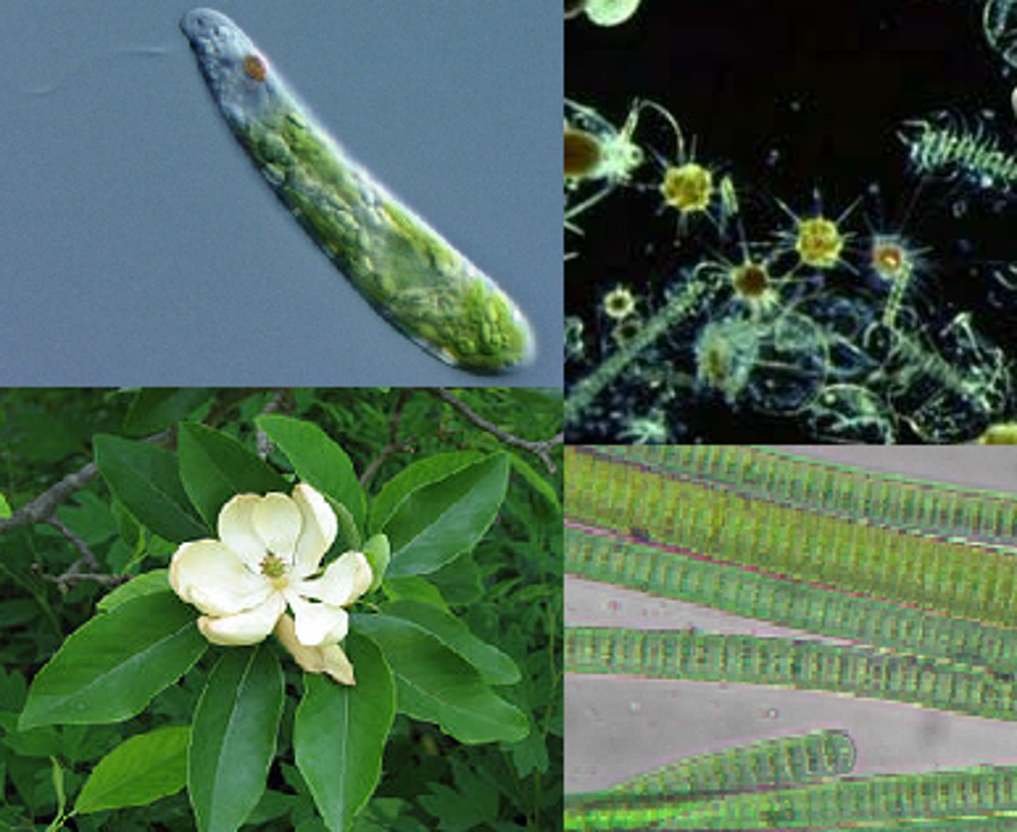 <p>capture light energy present in sunlight and perform photosynthesis, contributing to primary productivity</p>