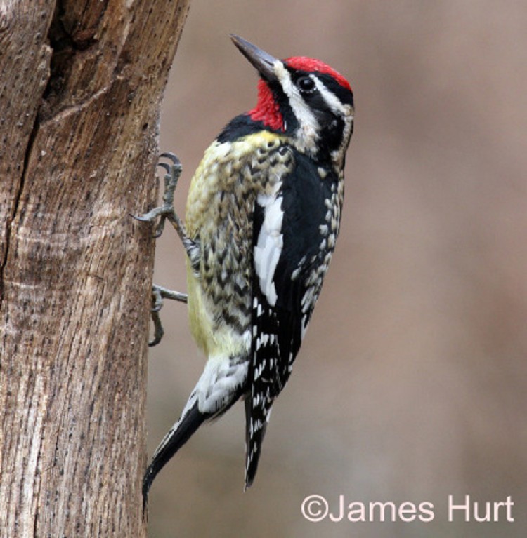 <p>Yellow-bellied Sapsucker</p>