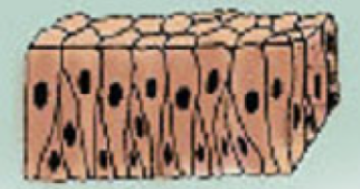 <p><span style="background-color: transparent;">multilayers of differently shaped cells that allow stretching</span></p><ul><li><p><span style="background-color: transparent;">Found in: Urothelium of the bladder and ureter</span></p></li></ul><p></p>