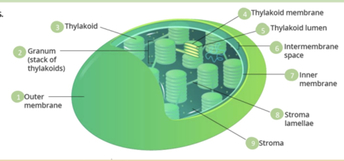 <p>The space between the inner and outer membranes of the chloroplast.</p>