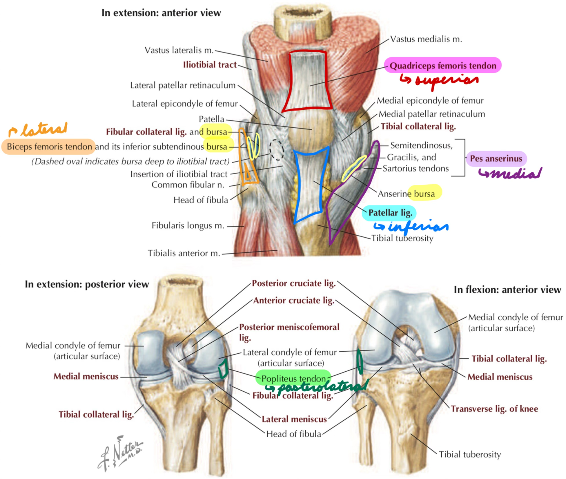 <p>Decrease friction between muscles, tendons, and bones</p>