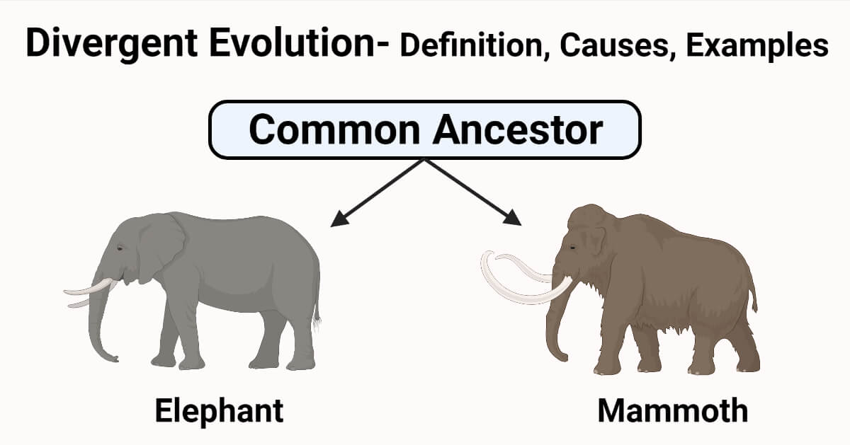 <p>ONE species evolves into two different species </p>