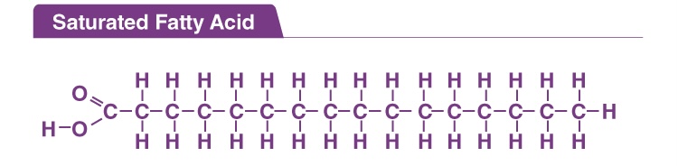 <p>The hydrocarbon chain has only single bonds between carbons</p>