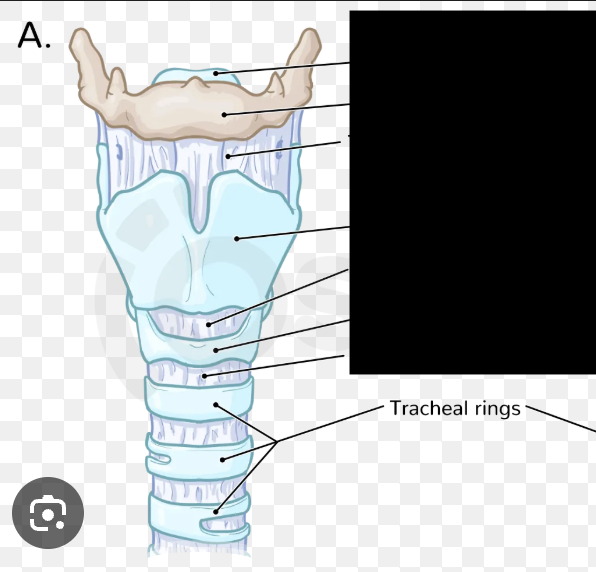<p>C-shaped hyaline cartilage rings that:</p><ul><li><p>Prevent airway collapse</p></li><li><p>Allow esophagus expansion during swallowing.</p></li></ul><p></p>