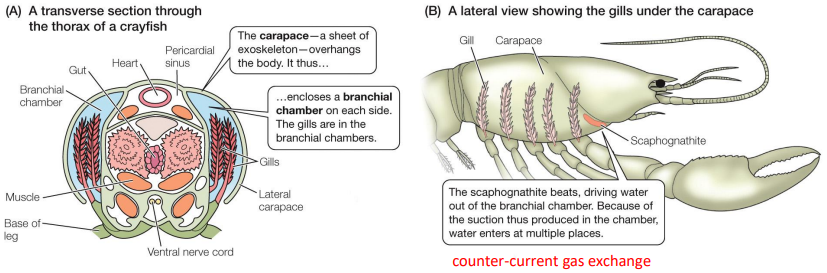<p>Breathing by aquatic inverts: Crustaceans</p>