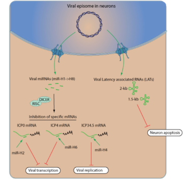 <p>Latency maintenance in Herpesviridae</p>