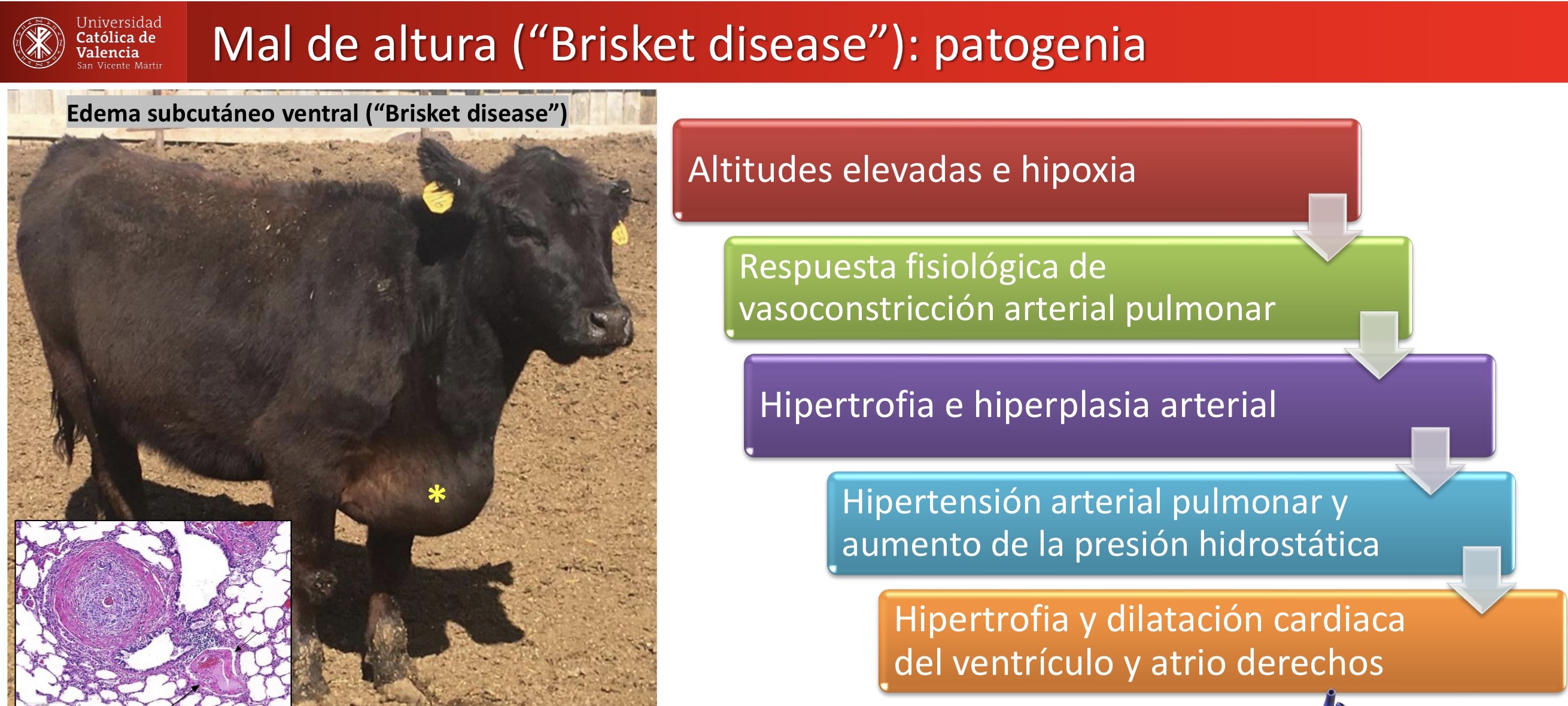 <p>CARDIOVASCULAR: Mal de altura o Brisket disease </p><p>Hipertrofia e hiperplasia arterial, edema subcutáneo ventral </p>