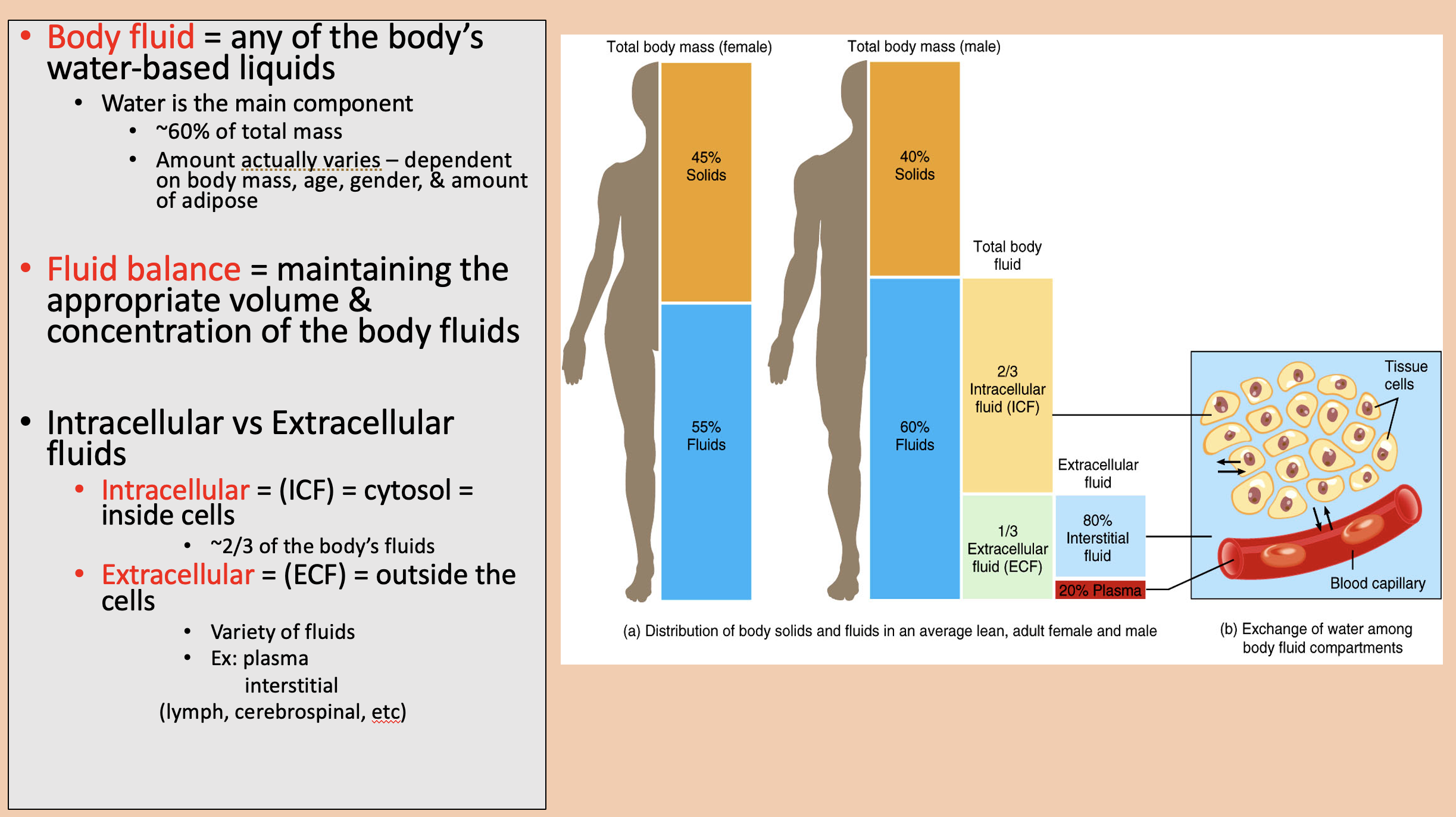 <p><span style="color: rgb(255, 0, 0);">extracellular </span>(ECF) </p>
