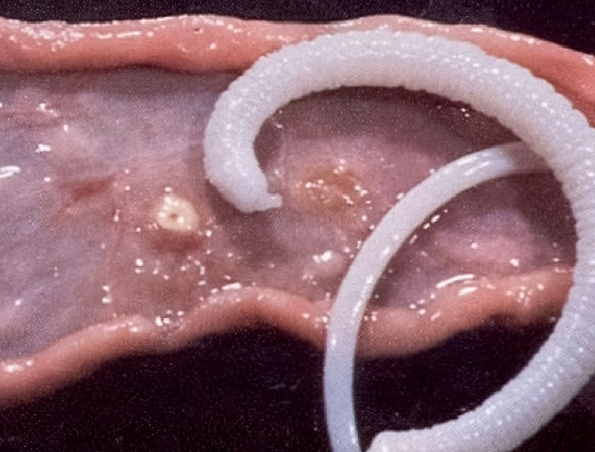 <p>This worm was found in the small intestine of a pig raised on a pastured wood-lot in Bell County, KY. What is it?</p>