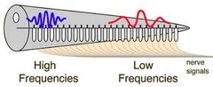 <p>in hearing, the theory that links the pitch we hear with the place where the cochlea's membrane is stimulated</p>