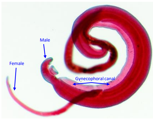 <p>Male and female always coupled</p><p>Male is smaller </p>