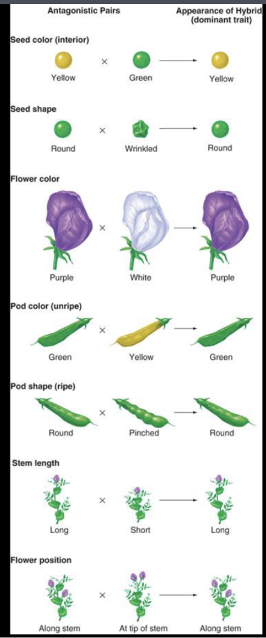 <p>•traits that bred true -HOMOZYGOUS (progeny</p><p>always look like parent)—> These are the P generation, confirmed as homozygous through self-pollination.</p><p></p><p>•traits that are “antagonistic”</p><p>(dominant and recessive)—→ It means the two versions of a trait are opposites, one dominant and one recessive (purple vs. white, tall vs. short) which gave clear F1 and F2 results </p><p></p><p><strong>The figure</strong> is the P cross for each trait: two true-breeding parents crossed, with the F1 hybrid on the right showing the dominant trait.</p><p><span style="background-color: color(srgb 1 1 1 / 0.05);">all of the F1 generation are heterozygous and show the dominant phenotype</span></p>