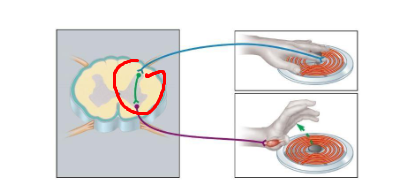 <p>what neuron type pathway</p>