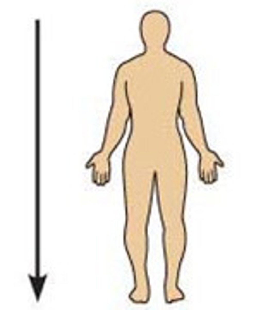 <p>Toward the tail or lower end.</p>