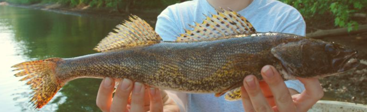 <p>Sander canadensis</p><p>native</p><p>perch family (walleye)</p><p>large silver eye, large sharp teeth, front dorsal fin has spines and black spots, wider head than walleye</p>