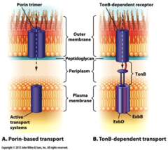 <p>Proteins that allow the passage of certain ions and small polar molecules through membranes.</p>