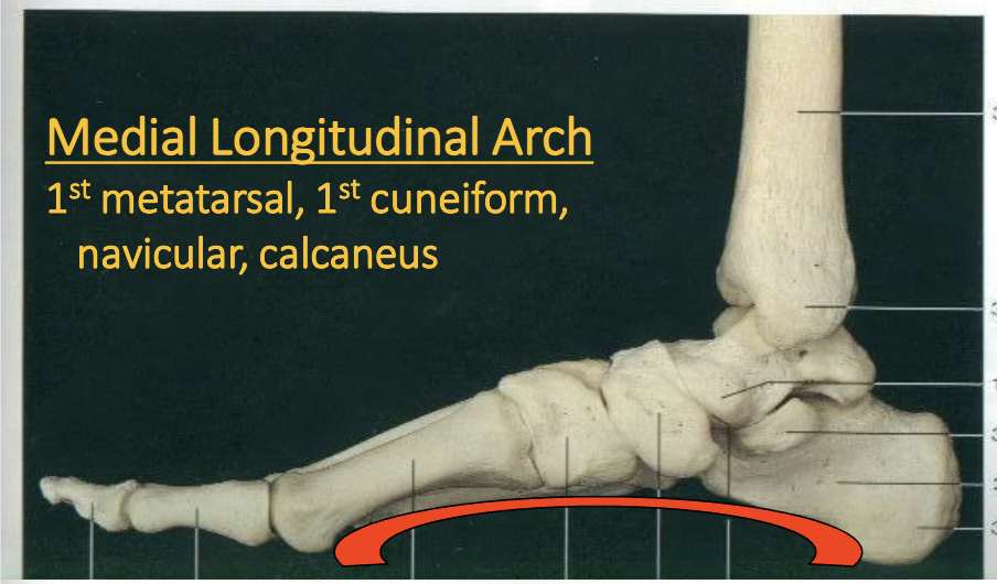 <p>what bones of the foot describe the medial longitudinal arch</p>