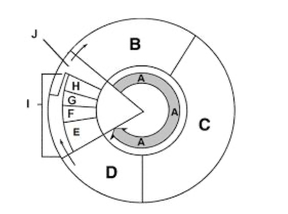 <p>Cell Cycle</p>