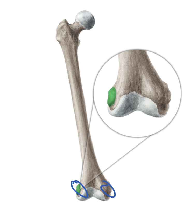 <p>Attachment point above condyle</p><p>Have a medial and lateral</p>