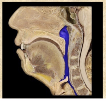 <p>connects oral cavity to esophagus</p><p>digestive and respiratory tracts intersect</p>