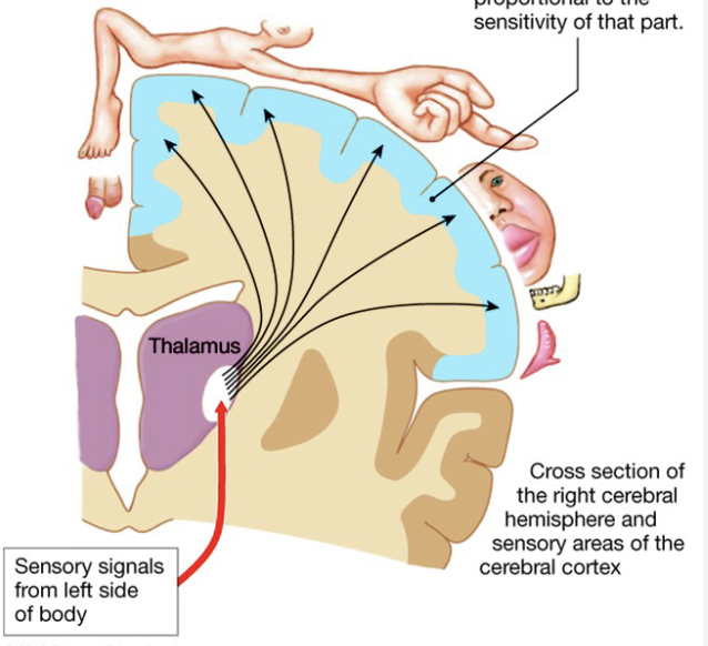 <p>Properties of Sensory Systems</p>
