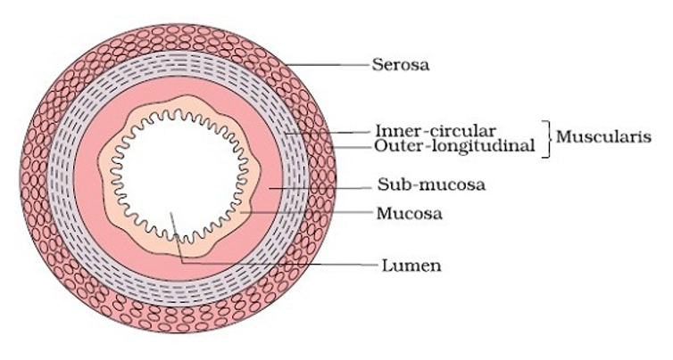 <p>Organs follow the same general tissue patterns of other hollow organs:</p><ul><li><p>Concentric layers of tissue surround a space called the <strong>lumen</strong></p></li><li><p>Most regions contain four layers (<strong>tunics</strong>):</p><ul><li><p>Mucosa: Inner Epithelium</p></li><li><p>Submucosa: Connective Tissue</p></li><li><p>Muscularis: Smooth Muscle</p></li><li><p>Serosa: Outer Layer of Connective Tissue</p></li></ul></li></ul><p></p>