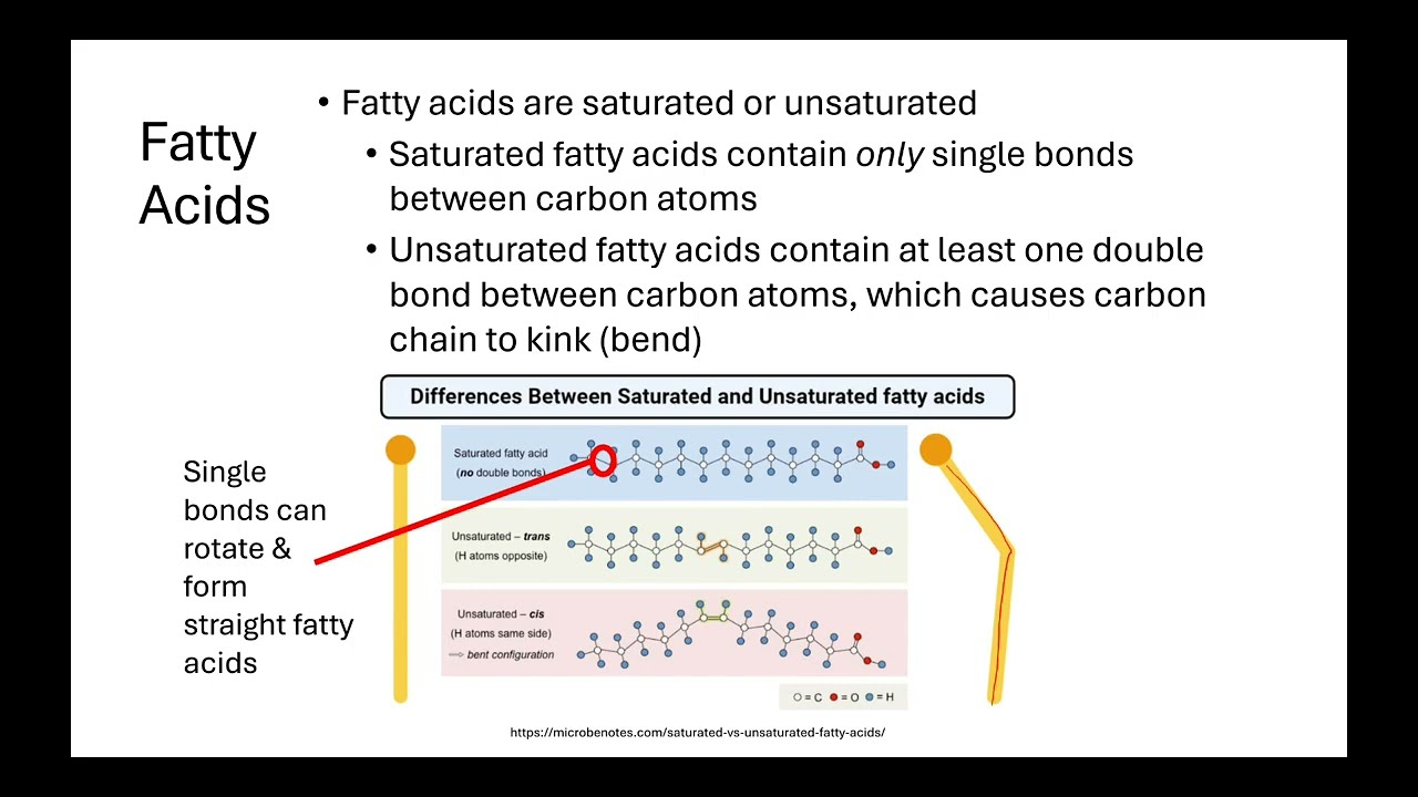 <p>Saturated fatty acids have only single carbon-carbon bonds and are full of hydrogen atoms, while unsaturated fatty acids have at least one double carbon-carbon bond which creates a bend or kink in the chain</p>
