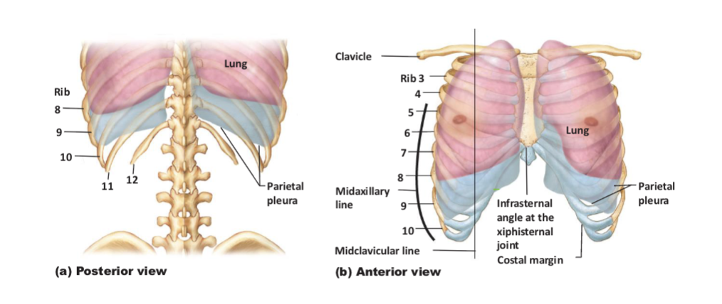 <ul><li><p>Pink = exhaled lung size</p></li><li><p>grey = inhale expansion</p></li></ul><p></p>