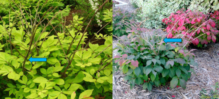 <p>What happened to this Euonymus alatus bush?</p>