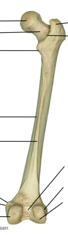 <p>which bone what way facing</p>