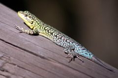<p>la lagartija</p>