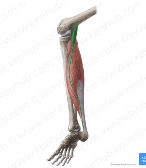 <p>Origin: posterior surface of the femur above the lateral condyle</p><p>Insertion: calcaneus, via the Achilles tendon</p><p>Action: flexes the leg, plantar flexes the foot</p><p>Nerve root: tibial (L5, S1)</p>