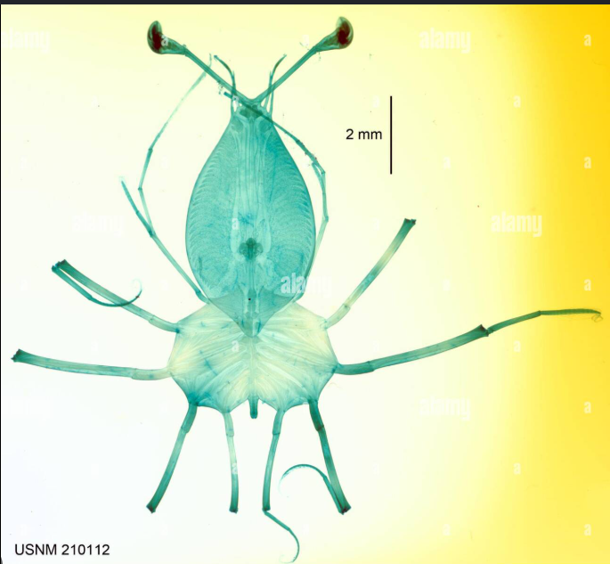 <p>What larval stage is this?</p>