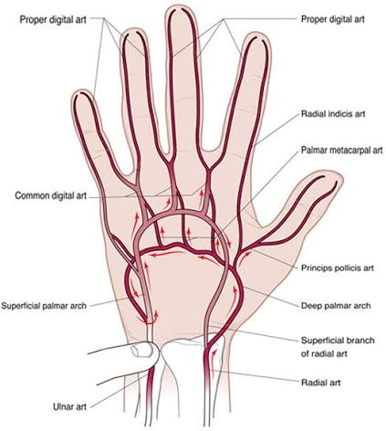 <p>Radial: By crossing the floor of the snuff box</p><p>Ulnar: After traveling through forearm, it passes anterior flexor retinaculum </p><p>Both: Contribute to the formation of superficial and deep palmar arches</p>