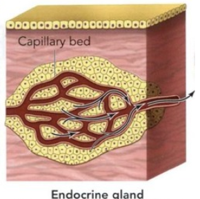 <p>Endocrine Glands</p>