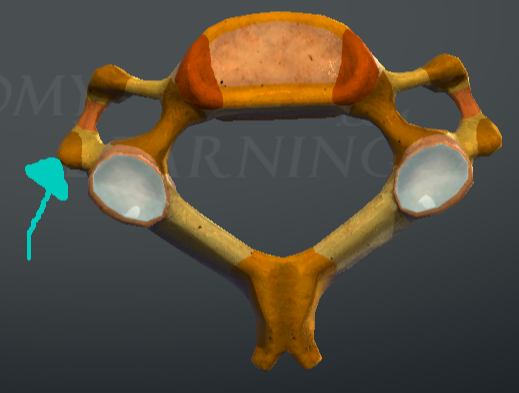 <p>Vertebra cervicalis - типичен шиен прешлен:</p>