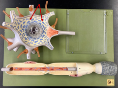 <p>cytoplasm surrounding the nucleus</p><p>* Name this fluid*</p>