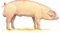 <p>welk type varken is dit</p>