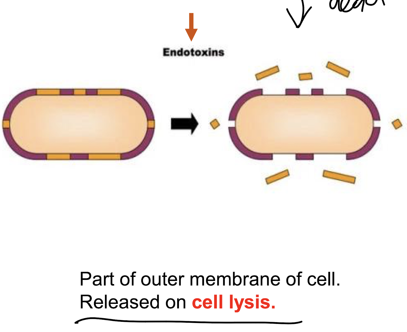 <p><strong><mark data-color="#fff0fb" style="background-color: rgb(255, 240, 251); color: inherit;">Toxins that are part of the outer-membrane of the Gram-negative bacterial cell wall </mark></strong><mark data-color="#fff0fb" style="background-color: rgb(255, 240, 251); color: inherit;">i.e. LPS</mark><strong><mark data-color="#fff0fb" style="background-color: rgb(255, 240, 251); color: inherit;">, released when the bacteria die or divide.</mark></strong> </p><p>Trigger immune responses, causing fever and inflammation, and <span style="color: red;"><strong>can lead to severe reactions in humans, such as septic shock. </strong></span></p>