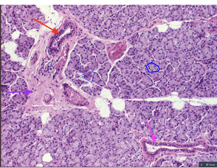 <p>label the parotid gland </p>
