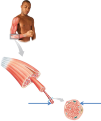 <p>A flexible connective tissue layer surrounding individual muscle fibers. It contains capillaries, nerve fibers, and myosatellite cells involved in muscle repair.</p>