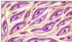 <p>Identify the indicated structure/tissue.</p>