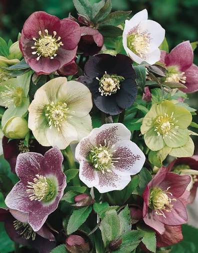 <p>Flor cortada </p>
