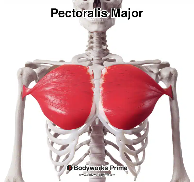 <p>Pectoralis major</p>