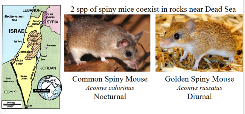 <p>morphological/physiological differentiation occurs via adaptive evolution, not easily changed (is fixed and innate)</p><p>behavioral differentiation may be due to adaptive evolution OR a learned response (is not fixed)</p><p>e.g. common spiny mouse (nocturnal) vs golden spiny mouse (diurnal) both coexist in rocks near the Dead Sea. When nocturnal spp. was removed, after a few months the diurnal spp. could be found at night. → <em>learned response</em>, not adaptive evolution, resulted in differentiation, which led to partitioning of niches</p>