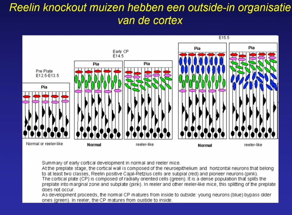 <ul><li><p>eerste neuronen aan de buitenkant cajal rezius scheiden een eiwit uit ; reelin</p></li><li><p>gradient ; hoog bovenin cortex, ==</p></li><li><p>signaal om naar boven te komen </p></li><li><p>als dit fout gaat outside in brein ipv inside out brein!! redelijk vatbaar KO muizen</p></li><li><p>zie je ook bij mensen, wordt in verband gebracht met autisme schizofrenia, mood disorders</p></li></ul><p></p>