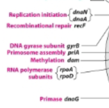 <p>What is being described:</p><p>A ____ contains:</p><ul><li><p>the DNA encoding a fucntional RNA or protein</p></li><li><p>the regulatory elements controlling its expression </p></li></ul><p></p>