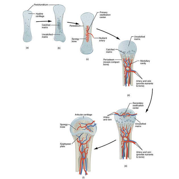 <p>Inside cartilage to form long bones</p>